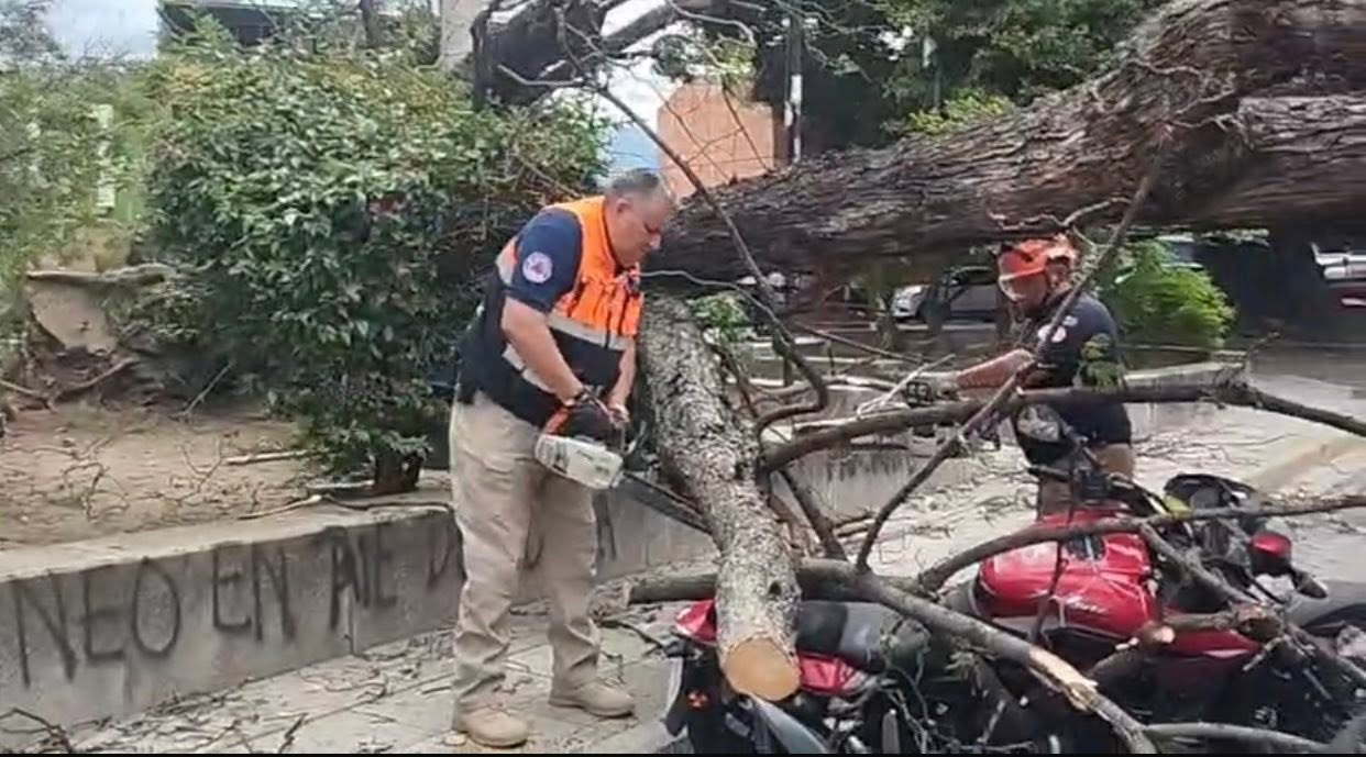 Protección Civil de Oaxaca de Juárez atiende reporte de árboles caídos