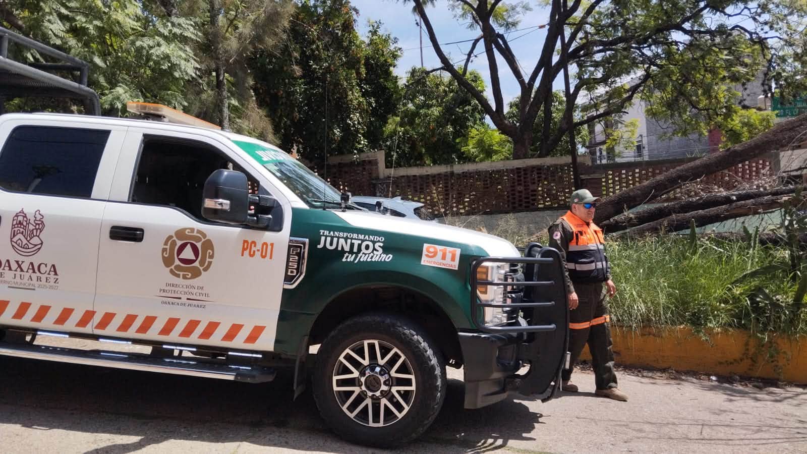 Protección Civil Municipal retira árbol caído y libera vialidad en la colonia Panorámicas del Fortín