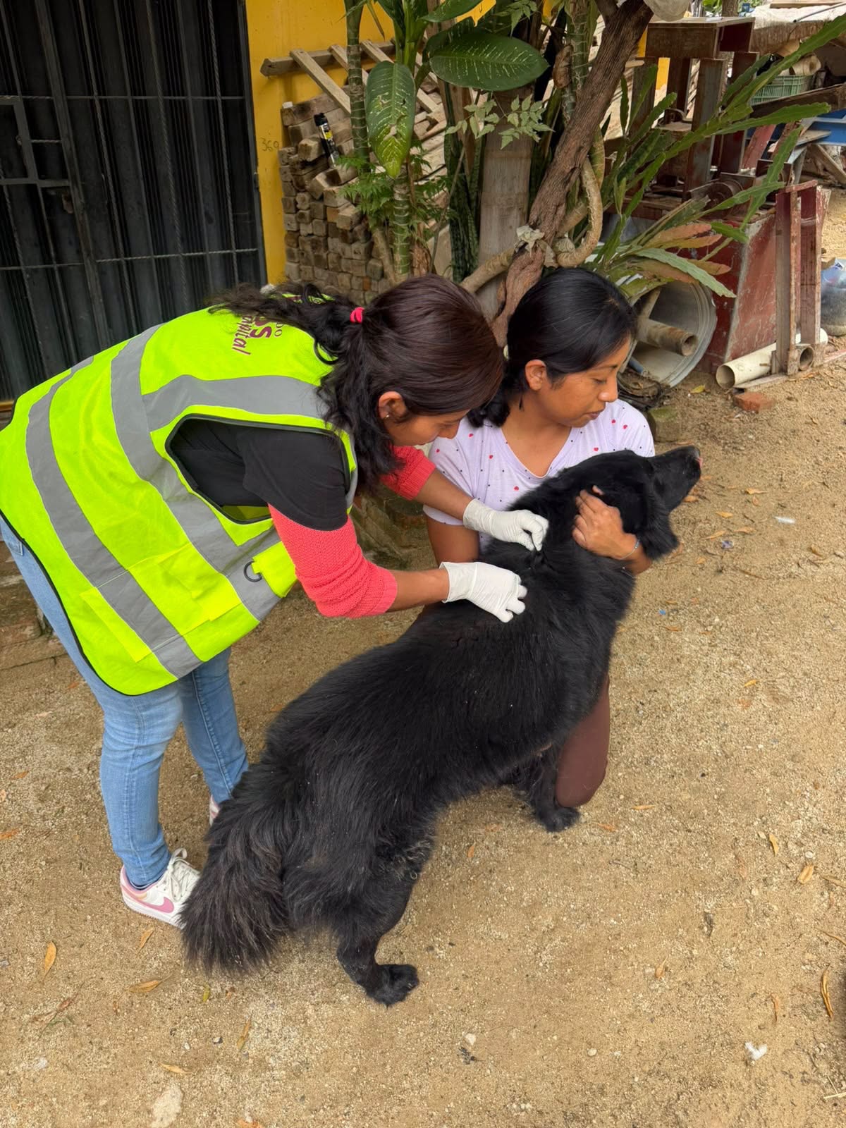 Gobierno de Oaxaca de Juárez atiende dos casos de gusano barrenador en perros