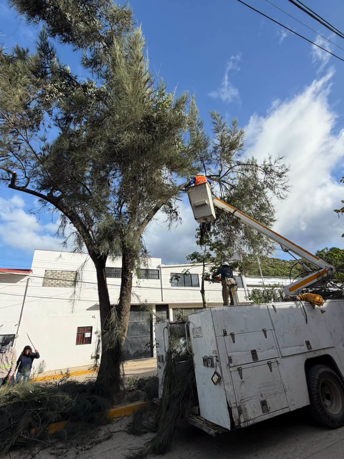Gobierno de Oaxaca de Juárez realiza poda de árboles y retiro de un pino seco en cuatro colonias