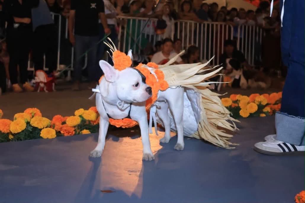 Lomitos de Oaxaca de Juárez celebraron el Día de Muertos con mucho estilo
